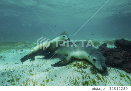 オーストラリアアシカ オーストラリアアシカ 32312289