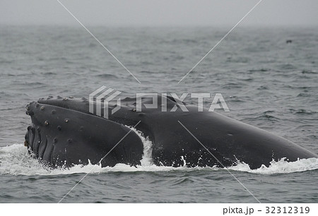 ザトウクジラの採餌 32312319