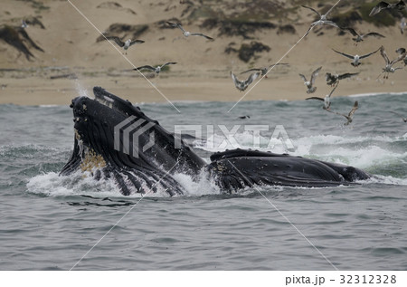 ザトウクジラの採餌 32312328