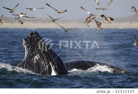 ザトウクジラの採餌 32312335