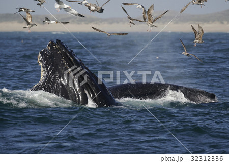 ザトウクジラの採餌 32312336