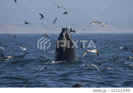 ザトウクジラの採餌 32312340