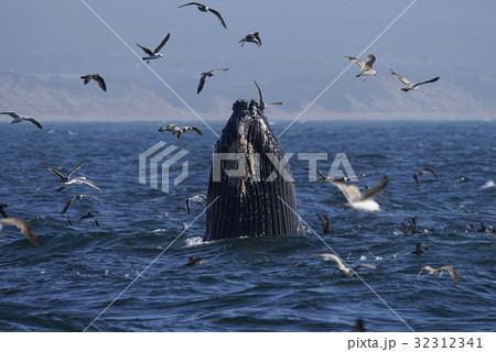 ザトウクジラの採餌 32312341