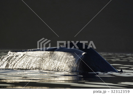 シロナガスクジラ 32312359