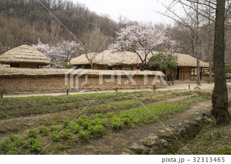 桜 容認民俗村 伝統 32313465
