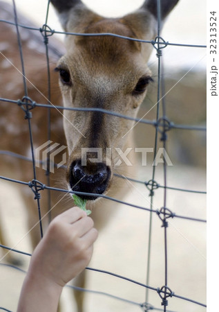 鹿 ソウル ソウルの森 32313524
