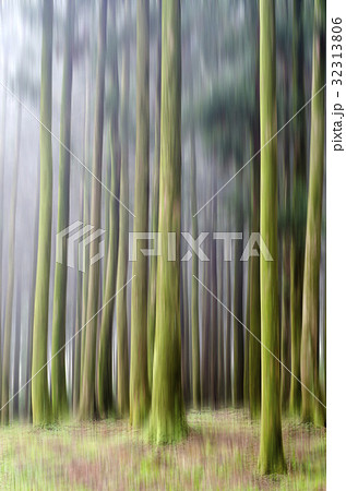 杉 森 済州島 32313806