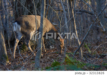 エゾシカ 32313826