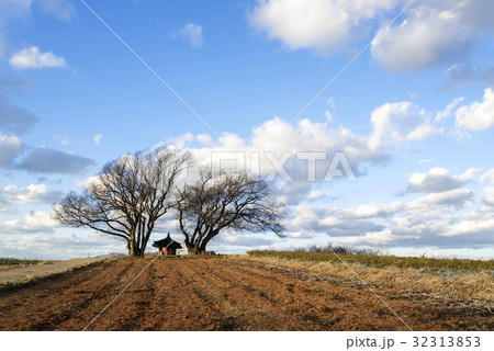 木 ソナンダン 順天市 32313853