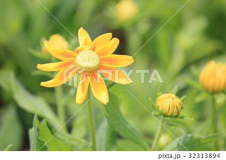 ルドベキアの花 ルドベキアの花 32313894