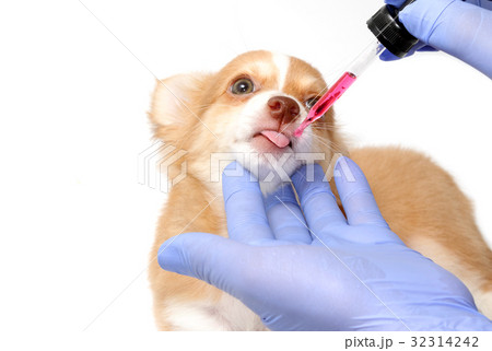 Vet feeding medicine with a syringe to puppy Vet feeding medicine with a syringe to puppy 32314242
