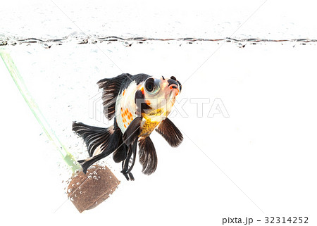 fancy goldfish in fresh water fancy goldfish in fresh water 32314252