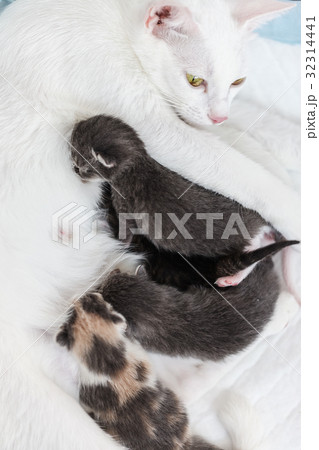mum-cat breast-feeding her little kittens, lie on mum-cat breast-feeding her little kittens, lie on 32314441