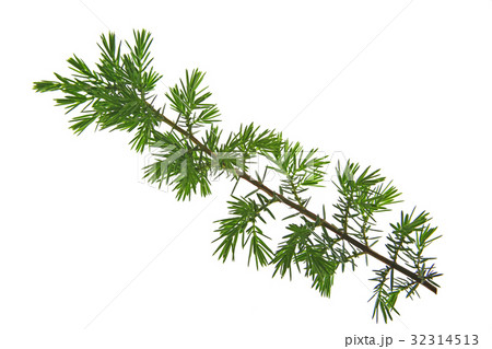 Common juniper (Juniperus communis) 32314513