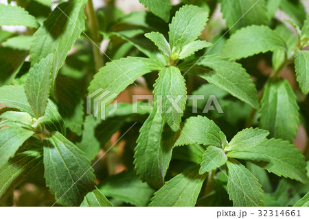 ステビア 32314661