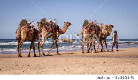 Camels on beach in Australia 32315149