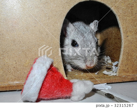Gerbil looking out of pet house with christmas 32315267