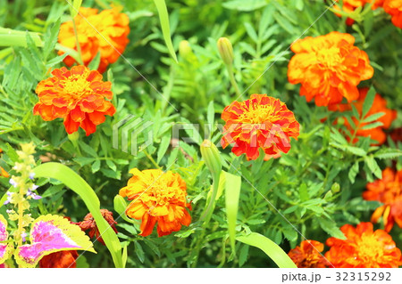マリーゴールドの花 32315292