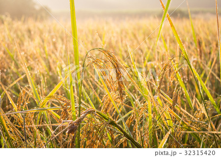Rice paddy in the morning sunrise. 32315420