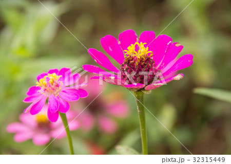 Zinnia flower in garden on background Zinnia flower in garden on background 32315449