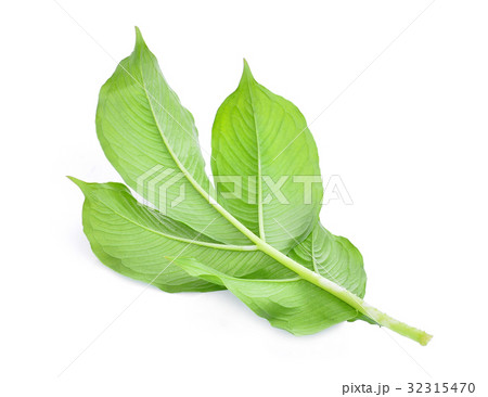 back of green leaf of amorphophallus paeoniifolius back of green leaf of amorphophallus paeoniifolius 32315470