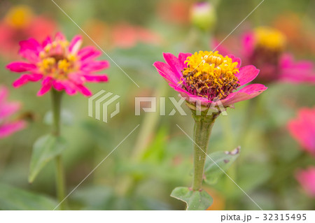 Zinnia flower in garden on background Zinnia flower in garden on background 32315495
