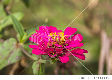 Zinnia flower in garden on background 32315530