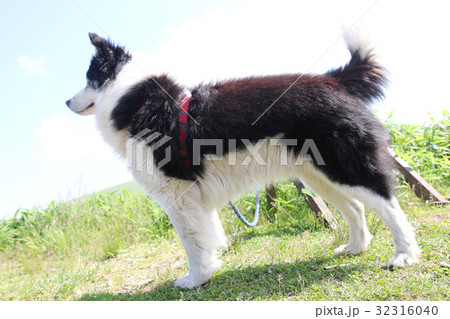 犬 年賀状素材 犬 年賀状素材 32316040