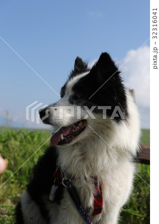 犬　年賀状素材 32316041