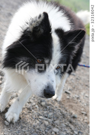 犬 年賀状素材 犬 年賀状素材 32316042