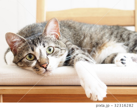 椅子の上の猫 32316282