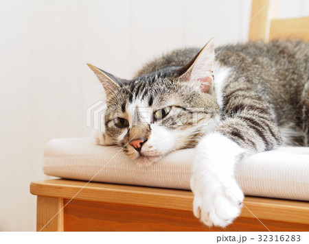 椅子の上の猫 32316283