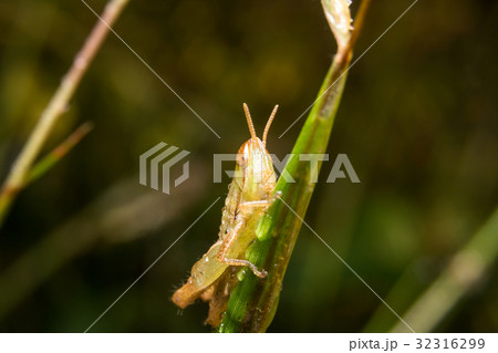 Grasshopper on nature leaves as background 32316299
