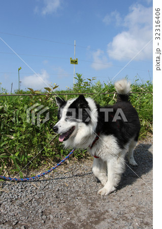 犬 年賀状素材 犬 年賀状素材 32316406