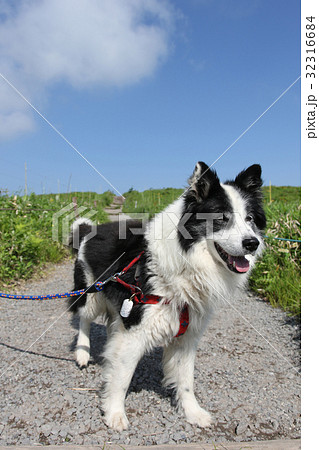 犬 年賀状素材 犬 年賀状素材 32316684