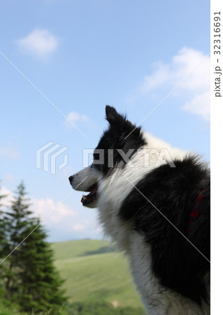 犬 年賀状素材 犬 年賀状素材 32316691