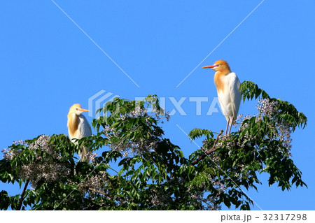 アマサギ(Cattle Egret) 32317298