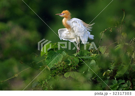 アマサギ(Cattle Egret) 32317303