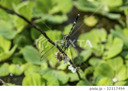 昆虫 虫 蟲 32317494