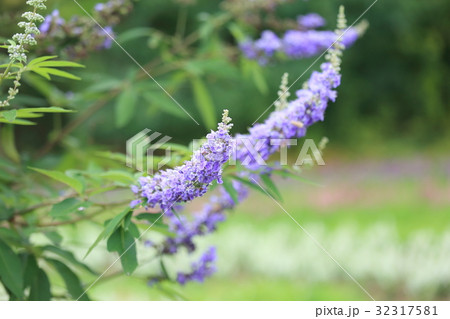 セイヨウニンジンボクの花 32317581