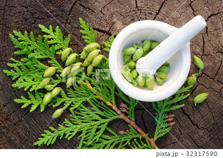 Thuja twigs and mortar. Top view. 32317590