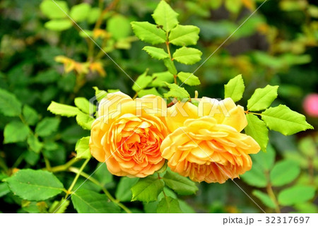 薔薇の花 薔薇の花 32317697