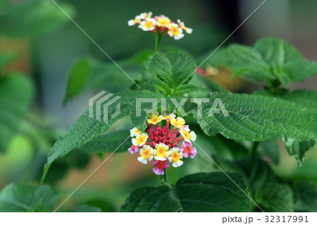 ランタナ 32317991