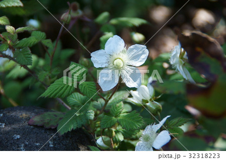 草苺 クサイチゴ　花言葉は「誘惑」 32318223