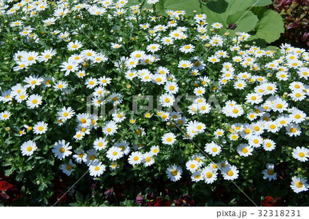 クリサンセマム ノースポール 花言葉は「誠実」 クリサンセマム ノースポール 花言葉は「誠実」 32318231