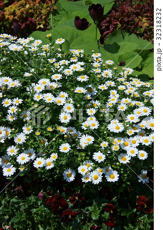 クリサンセマム　ノースポール　花言葉は「誠実」 32318232