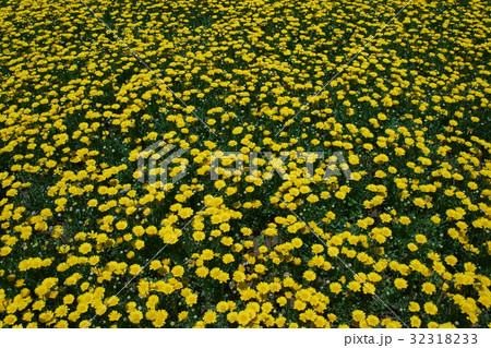 クリサンセマム ムルチコーレ　花言葉は「高潔」 32318233