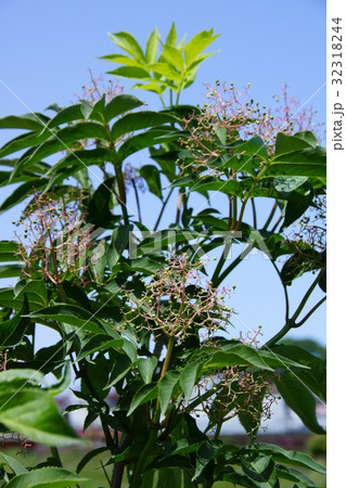 接骨木 ニワトコの小さな実 32318244