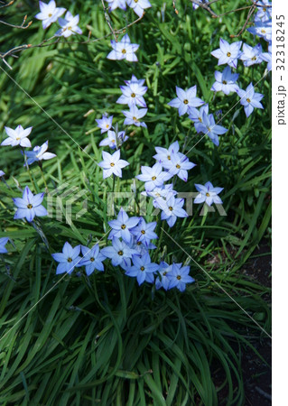 花韮 ハナニラ 花言葉は「星に願いを」 花韮 ハナニラ 花言葉は「星に願いを」 32318245