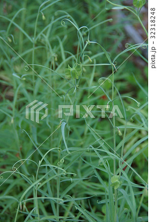 編笠百合　貝母（ばいも）　花言葉は「威厳」 32318248